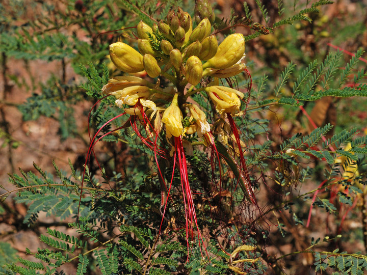 Caesalpinia gillesii