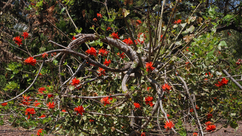 Erythrina caffra