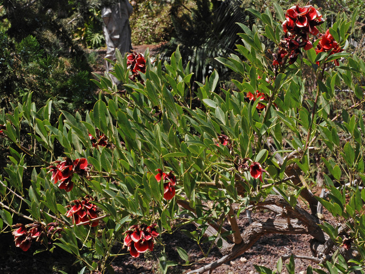 Erythrina crista-galli