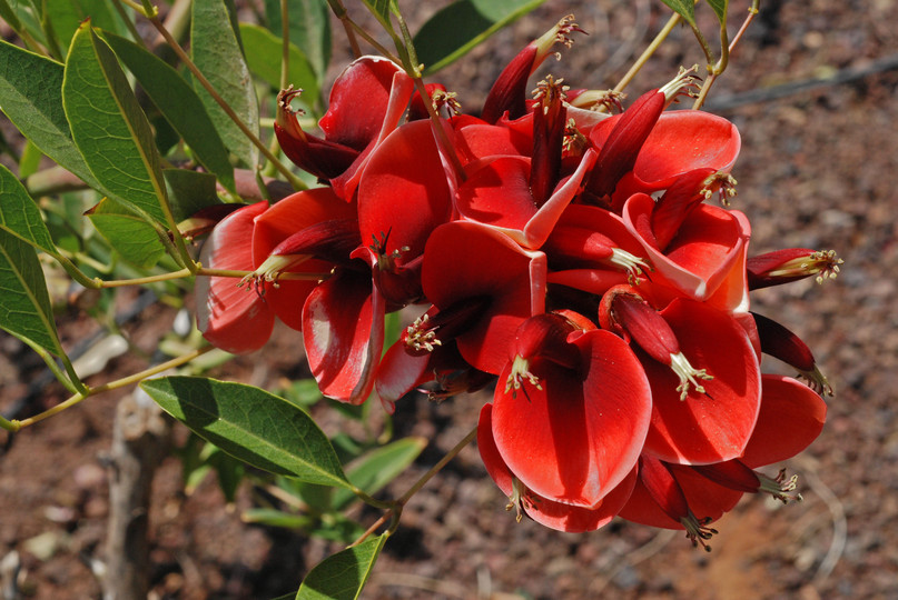 Erythrina crista-galli