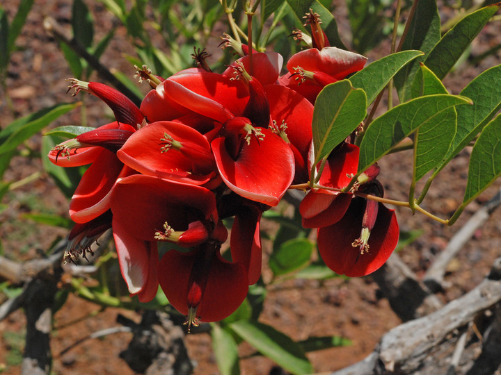 Erythrina crista-galli