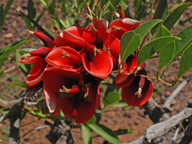 Erythrina crista-galli