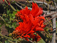 Erythrina caffra