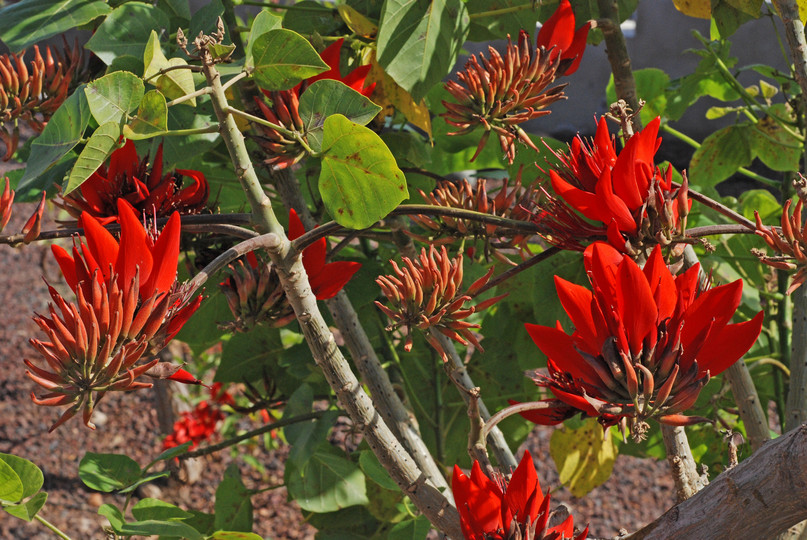 Erythrina abyssinica