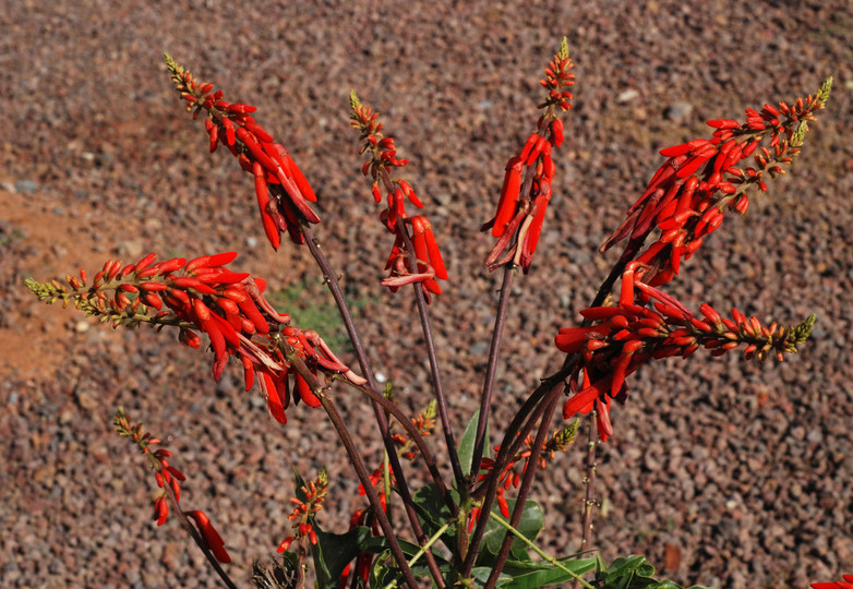 Erythrina humeana