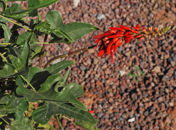 Erythrina humeana