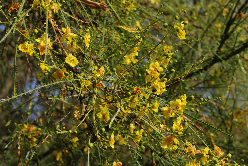 Parkinsonia aculeata