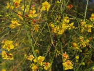 Parkinsonia aculeata