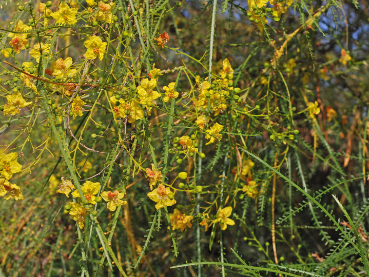 Parkinsonia aculeata