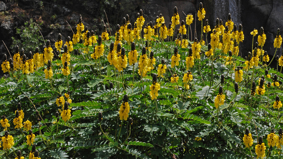 Cassia didymobotrya