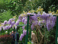 Wisteria sinensis