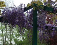 Wisteria sinensis