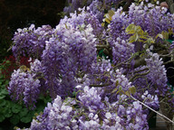 Wisteria sinensis