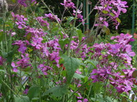 Lunaria annua