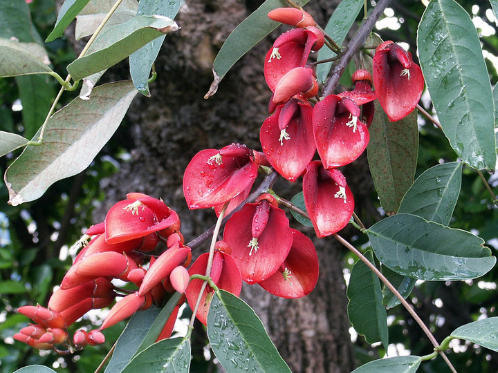 Erythrina crista-galli