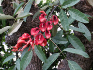 Erythrina crista-galli