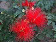 Calliandra twedii