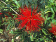 Calliandra twedii