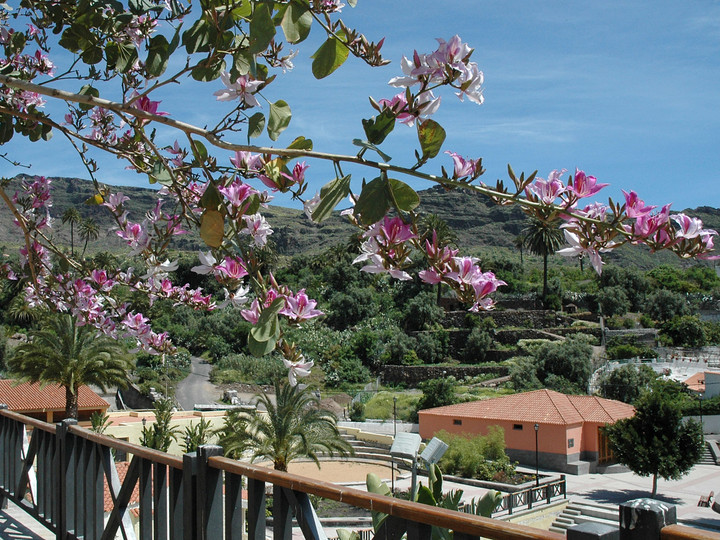 Bauhinia variegata