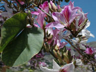 Bauhinia variegata