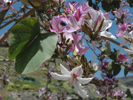 Bauhinia variegata