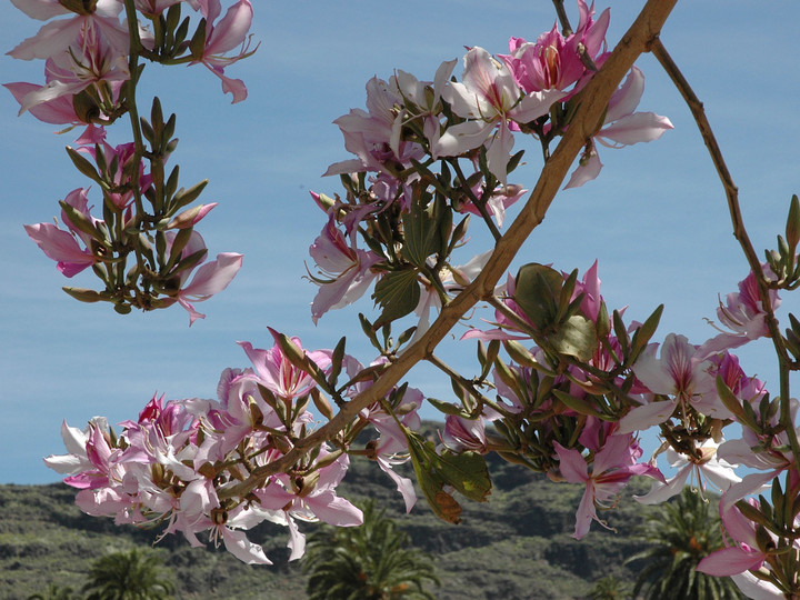 Bauhinia variegata