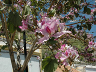 Bauhinia variegata