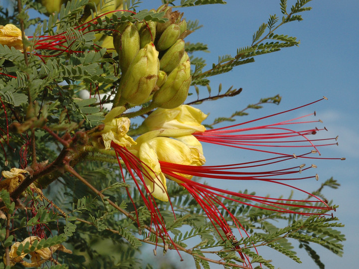 Caesalpinia gillesii