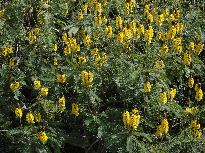 Cassia didymobotrya