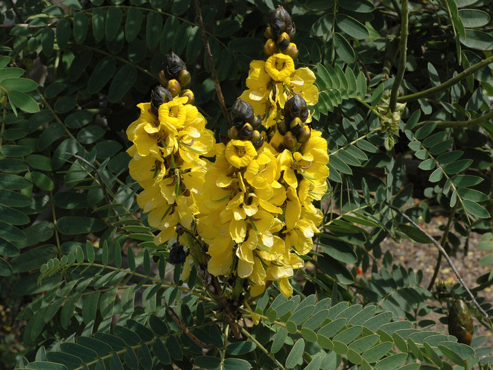 Cassia didymobotrya