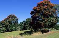 Spathodea campanulata