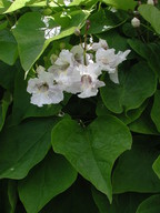 Catalpa bignonioides