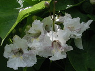 Catalpa bignonioides