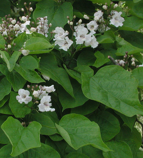 Catalpa bignonioides