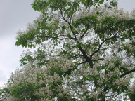 Catalpa bignonioides