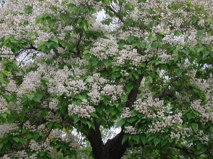 Catalpa bignonioides