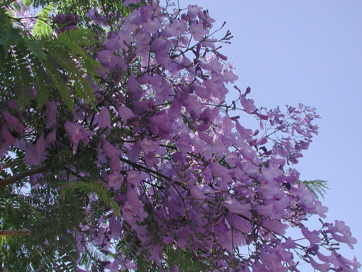 Jacaranda mimosifolia