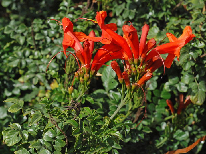 Tecoma radicans