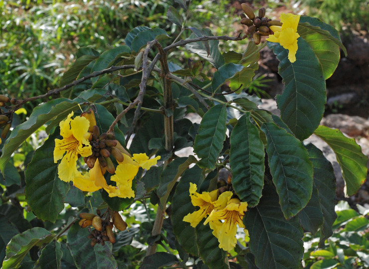 Markhamia lutea