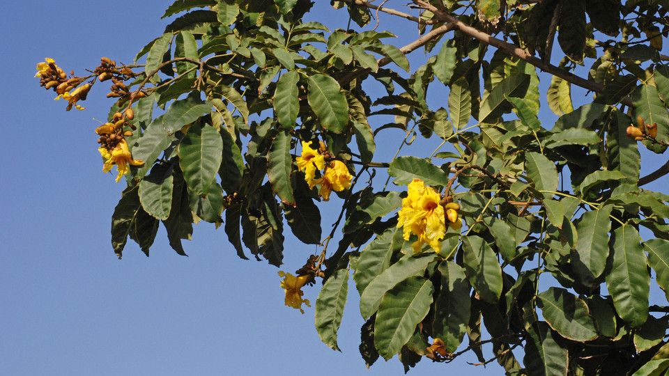 Markhamia lutea