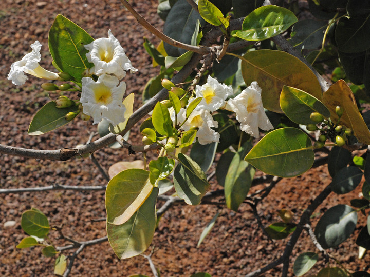 Tabebuia pallida