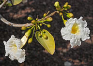 Tabebuia pallida