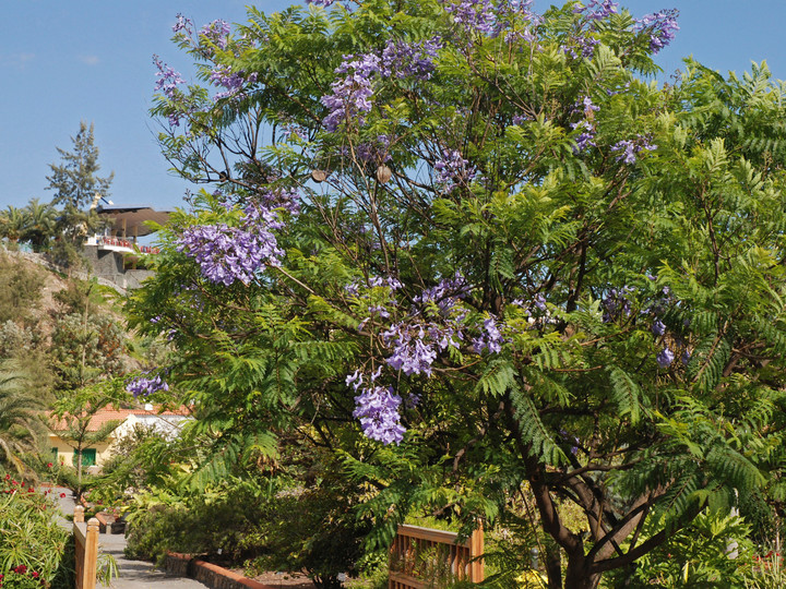 Jacaranda mimosifolia