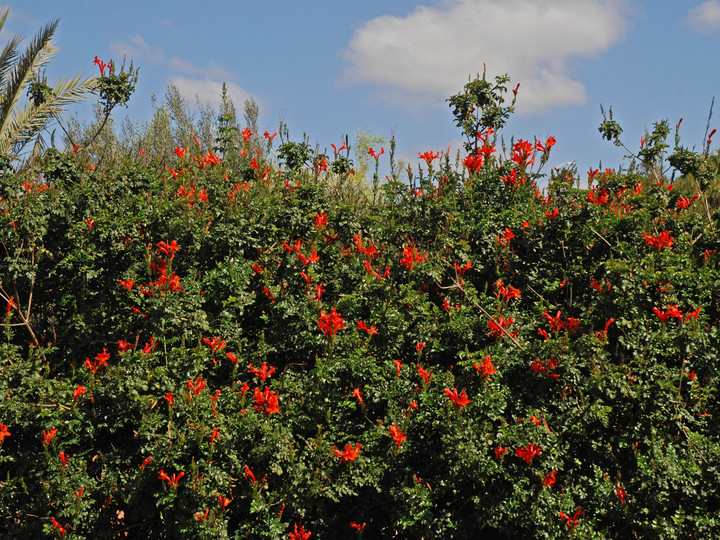 Tecomaria capensis