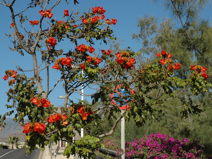 Spathodea campanulata