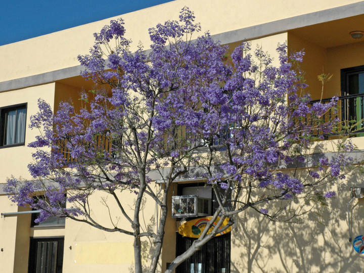 Jacaranda mimosifolia