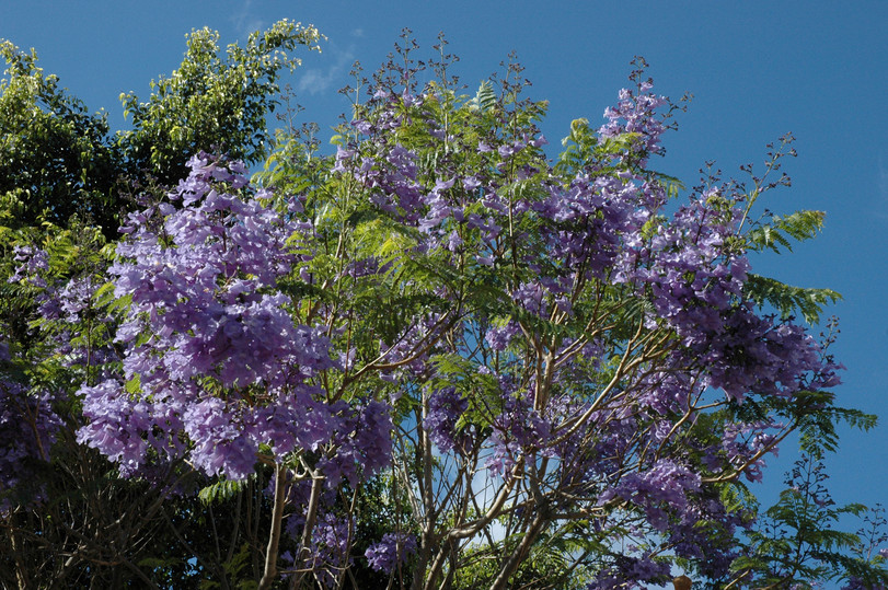 Jacaranda mimosifolia