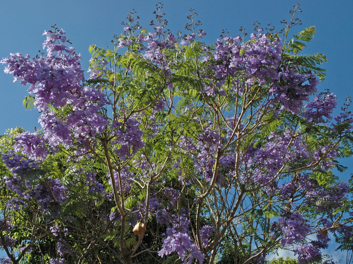 Jacaranda mimosifolia