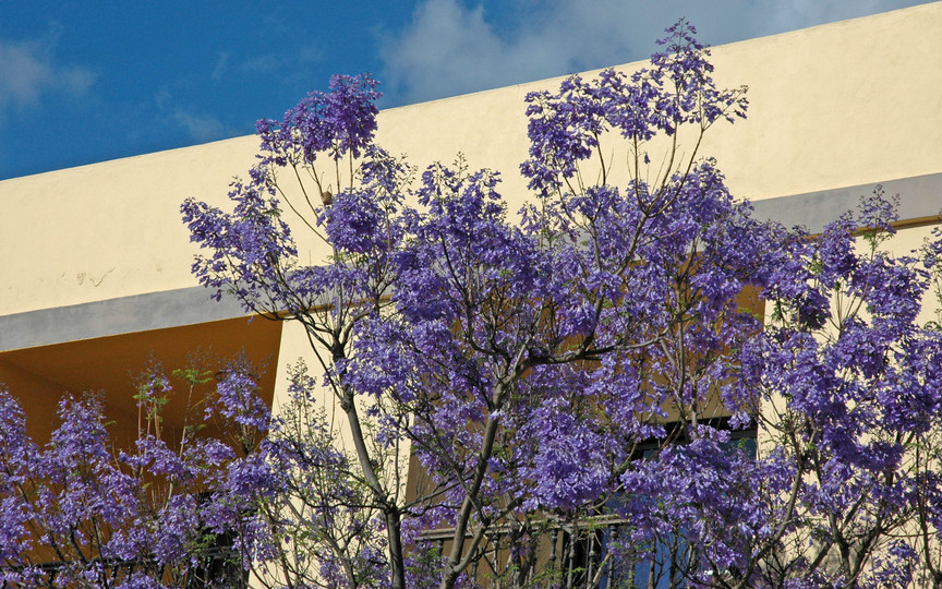 Jacaranda mimosifolia