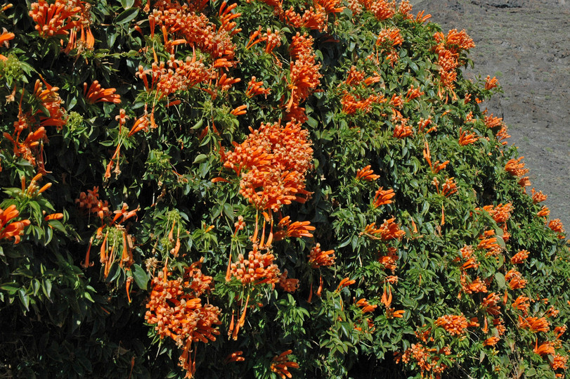 Pyrostegia venusta